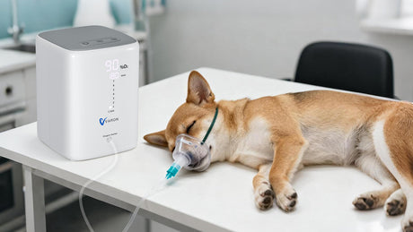 Nebulisatorbehandling för husdjur: Fördelar och praktiska tips